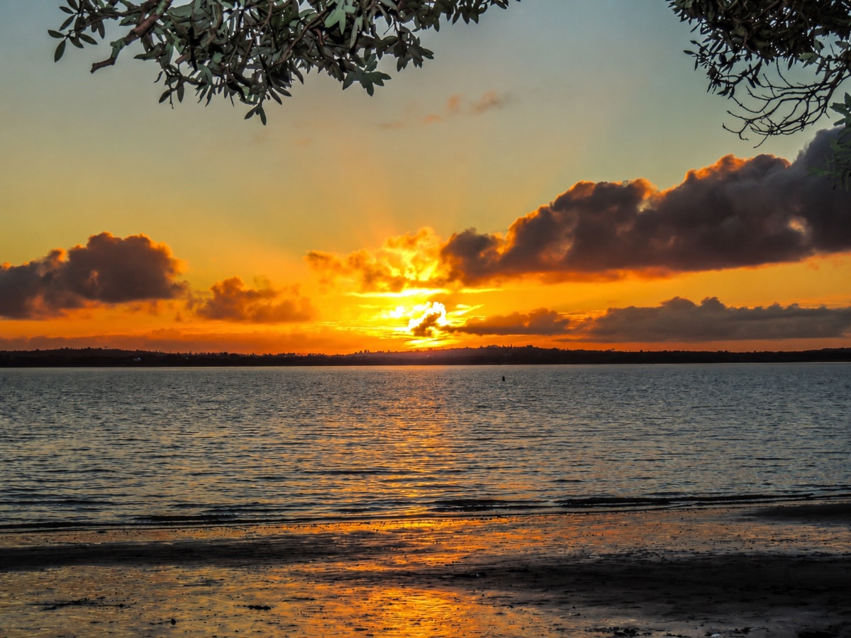 Sunset over the water at Point Chevalier, Auckland, framed by pohutukawa branches